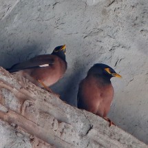 Birds in Angkor Wat