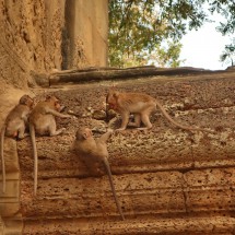 Monkeys of Angkor Wat