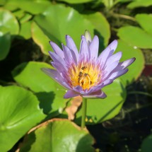 Flower with ants