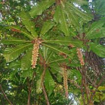 Fruits in the jungle of Koh Ta Kiev