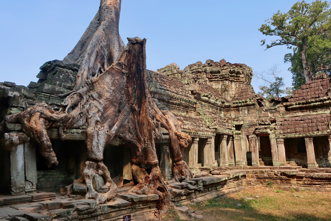 Preah Khan Ruins - Nature comes back