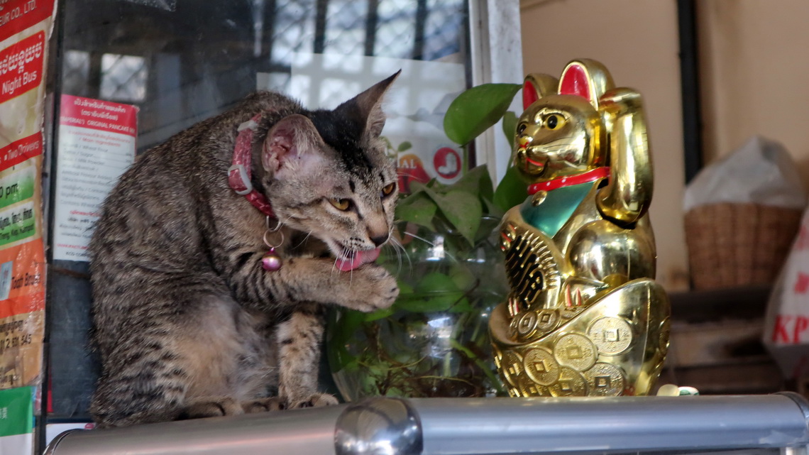 Two Cats in Siem Reap