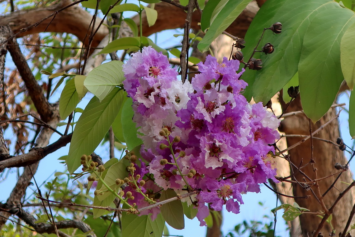 Purple flowers