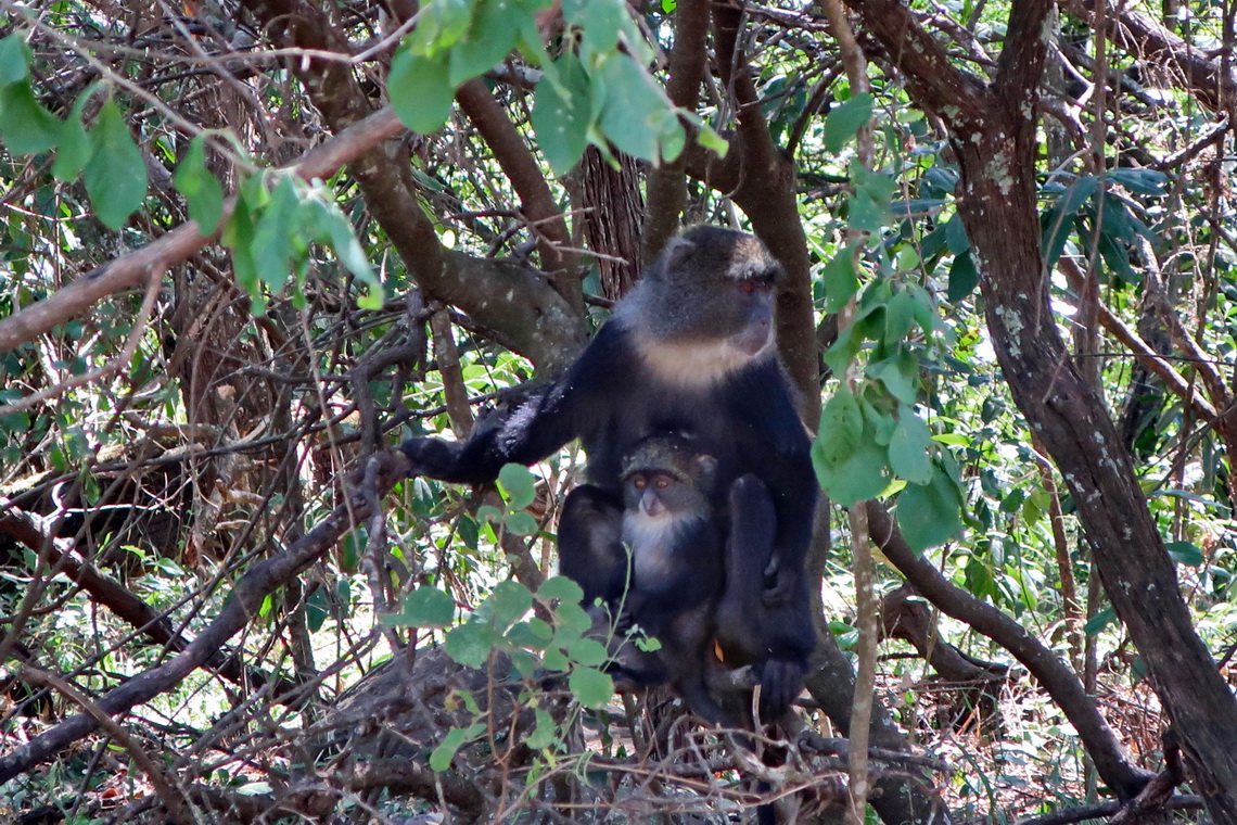 Monkey with a baby