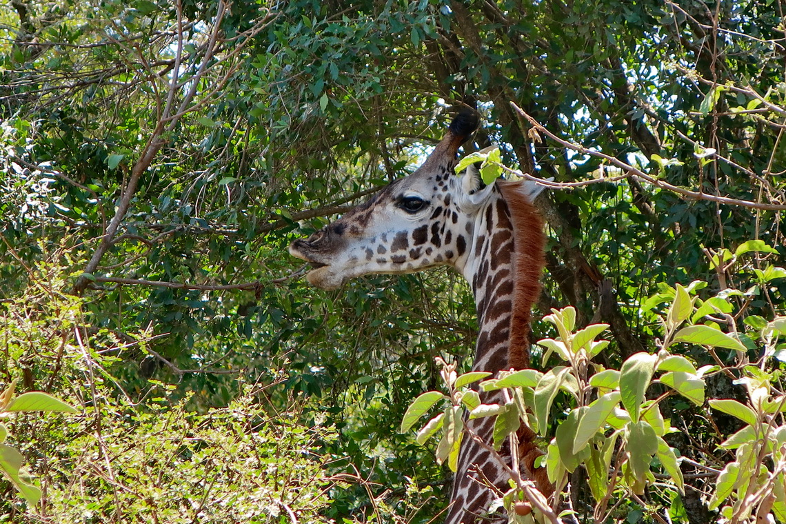 Giraffe in the trees