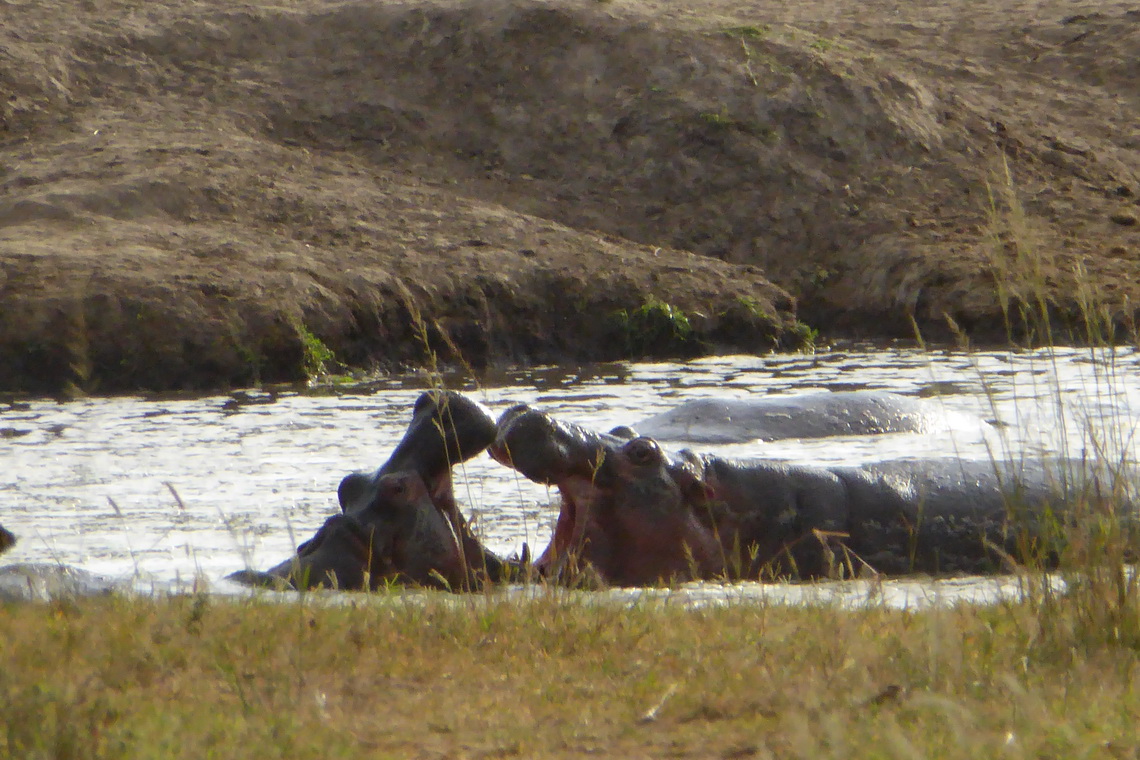 Kissing Hippos