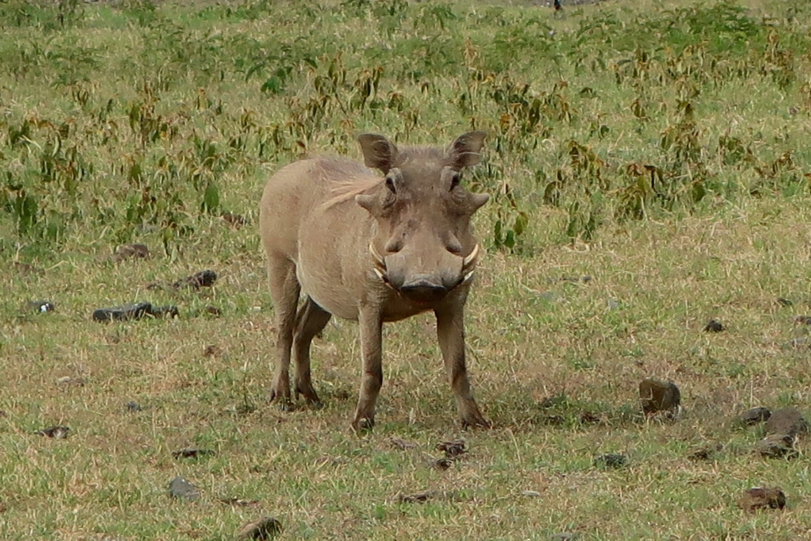 Warthog