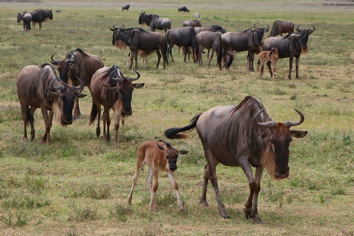 Wildebeests with cubs