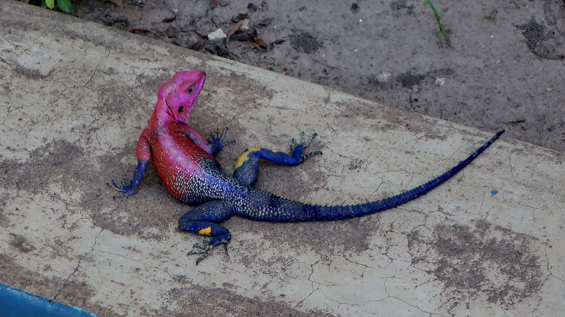 Colorful Lizard in Tabora