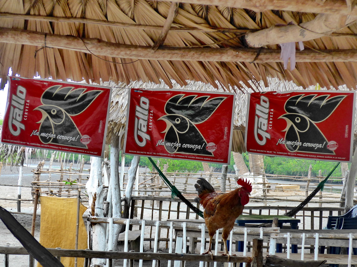 Living Cock and advertisements for the cock beer on our campsite