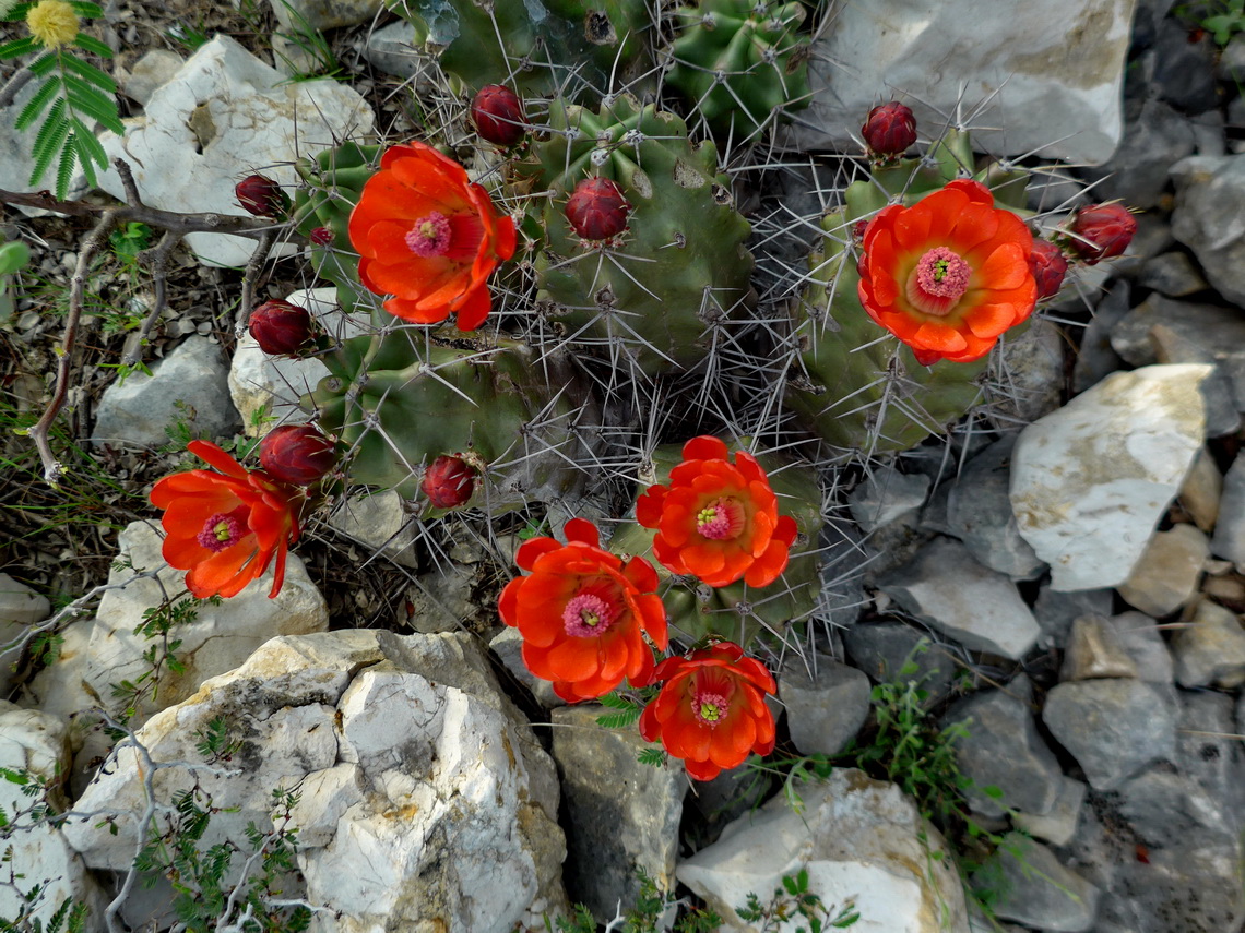 Blooming Cactuses